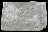 Archimedes Screw Bryozoan Fossil - Illinois #74306-1